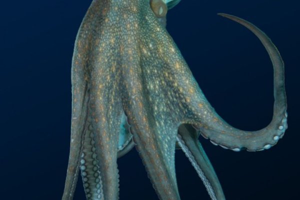 Маркетплейс кракен kraken darknet top