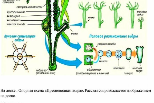 Кракен 9ат